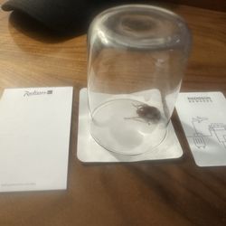 Radisson Schwarzer Bock - Cockroach