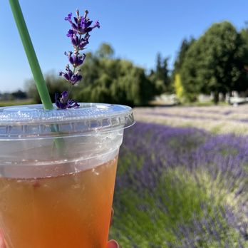 Purple Haze Lavender Farm - Lavender Arnold Palmer 12oz. - Flowers & Gifts Near Me - Sequim, Washington Purple Haze Lavender Farm - Lavender Arnold Palmer 12oz. - Flowers & Gifts Near Me - Sequim, Washington