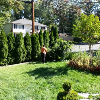 Truesdale Nursery - My tree last year without the blooms - Landscaping Near Me - Warren, New Jersey Truesdale Nursery - My tree last year without the blooms - Landscaping Near Me - Warren, New Jersey