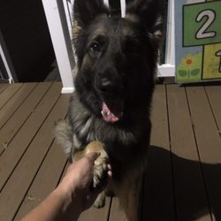 Beth Bradley Dog Training