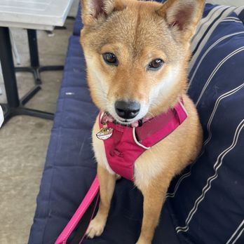 Bartaco - Orlando - Birthday Pup Bijou - Tacos Near Me - Orlando, Florida