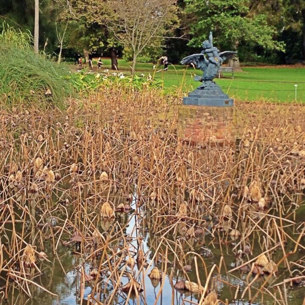 Adelaide Botanic Garden - Adelaide beauty - Botanical Gardens Near Me - Adelaide, SA