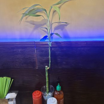 Pho Binh Minh - Lucky bamboo trees decorate the tables. - Vietnamese Near Me - Maple Valley, Washington Pho Binh Minh - Lucky bamboo trees decorate the tables. - Vietnamese Near Me - Maple Valley, Washington