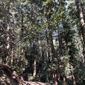 Joaquin Miller Park - Redwoods!! - Parks Near Me - Oakland, California Joaquin Miller Park - Redwoods!! - Parks Near Me - Oakland, California