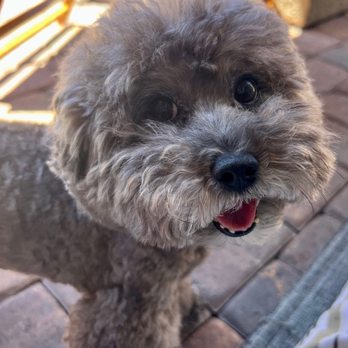 Critter Sitter - Pet Sitting Near Me