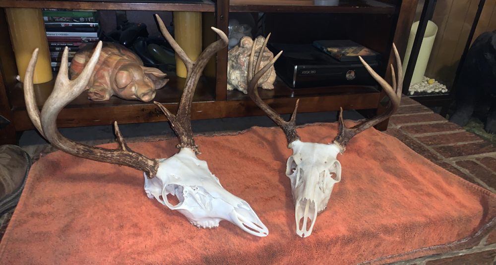 Reed’s EuroTaxidermy - taxidermy in Early Branch, SC