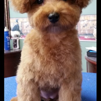 Cumberland Pet Essentials - Molly is an adorably cute lil wiggle worm! - Pet Groomers Near Me - Cookeville, Tennessee Cumberland Pet Essentials - Molly is an adorably cute lil wiggle worm! - Pet Groomers Near Me - Cookeville, Tennessee