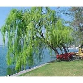 La Brace - Lago di Viverone - angolo romantico - Italian Near Me - Roppolo, BI La Brace - Lago di Viverone - angolo romantico - Italian Near Me - Roppolo, BI