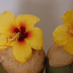 Maui Coconut Company