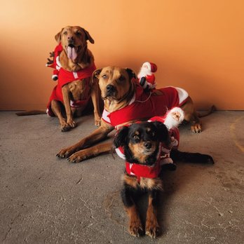 Dog Gone Amazing - Christmas Photo Shoot 2023 - Pet Training Near Me - Reno, Nevada Dog Gone Amazing - Christmas Photo Shoot 2023 - Pet Training Near Me - Reno, Nevada