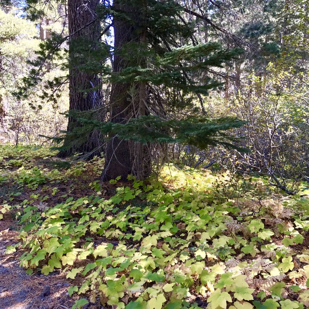 Bayview Trailhead-Bayview Campground - Colors :) - Hiking Near Me - Twin Bridges, California Bayview Trailhead-Bayview Campground - Colors :) - Hiking Near Me - Twin Bridges, California