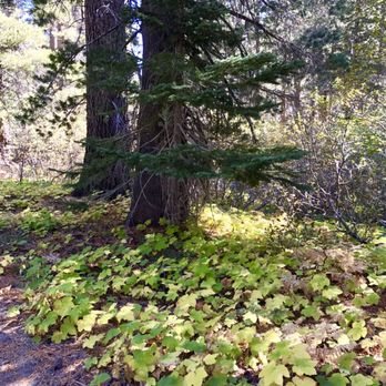 Bayview Trailhead-Bayview Campground - Colors :) - Hiking Near Me - Twin Bridges, California