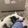 Ortega Animal Care Center gift card