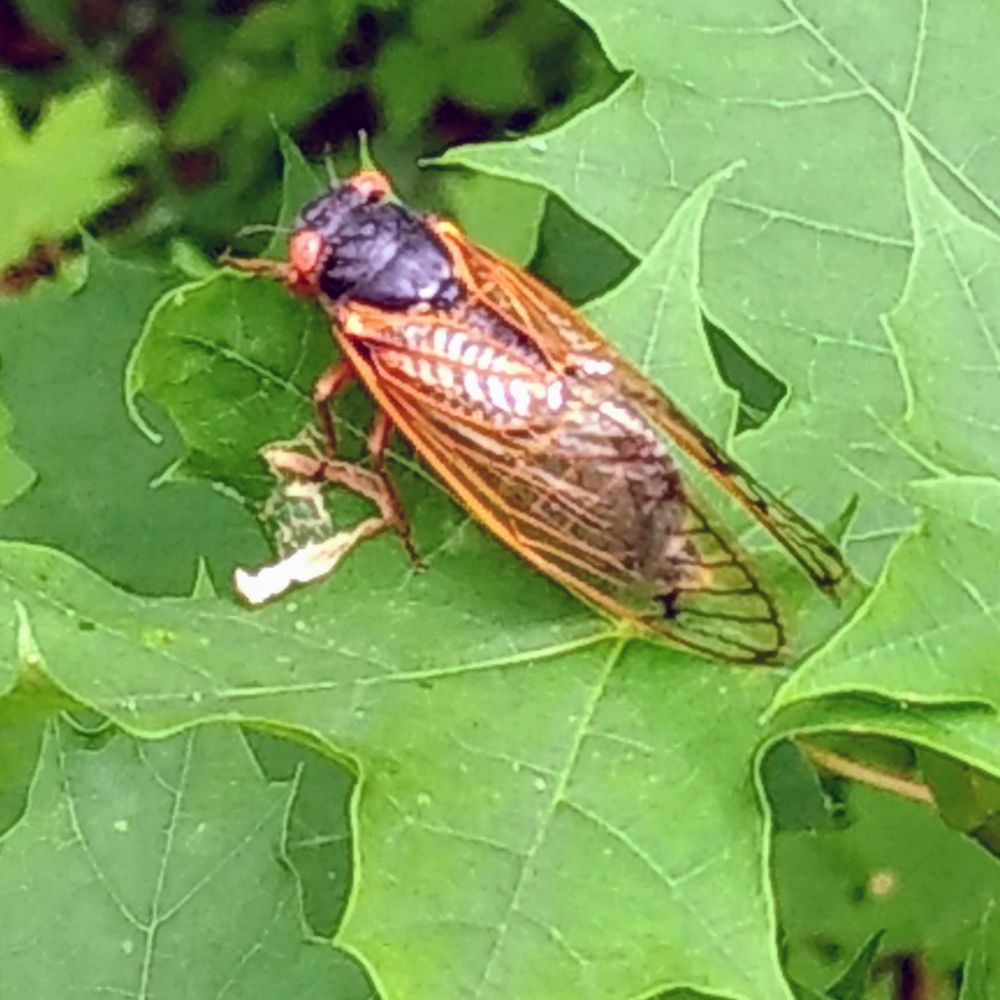 Perkiomen Trail - Thousands if not millions of cicadas along the trail... - Hiking Near Me - Collegeville, Pennsylvania Perkiomen Trail - Thousands if not millions of cicadas along the trail... - Hiking Near Me - Collegeville, Pennsylvania