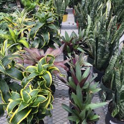Bradford Greenhouses Garden Gallery - Natural air purifiers