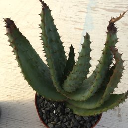 Aloe marlothii that I am adding to my plant collection. Purchased for $20 Aloe marlothii that I am adding to my plant collection. Purchased for $20