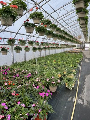 Frank's Produce & Greenhouse by null