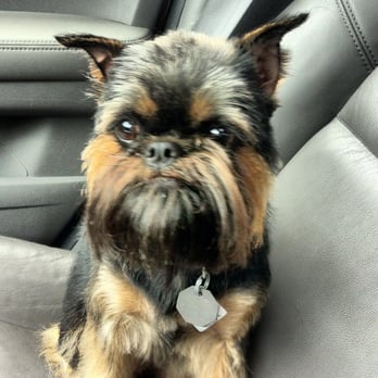 Der Pet Haus - Pet Groomers Near Me - Bellevue, Washington