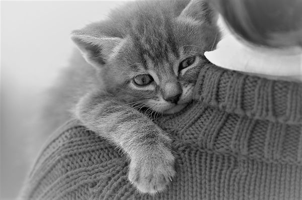 staker animal cremations