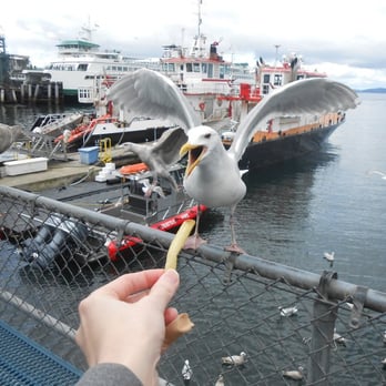 Ivar's Fish Bar - This seagull exercised great care when accepting my fry. - Seafood Near Me - Seattle, Washington
