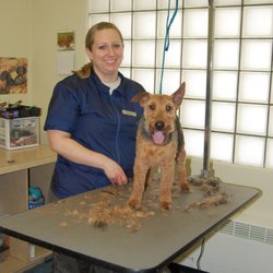 doggy day care bedford