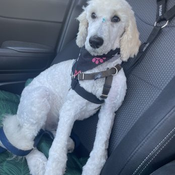 Petrock Hotel And Spa - Pet Sitting Near Me - Encino, California Petrock Hotel And Spa - Pet Sitting Near Me - Encino, California