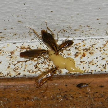 BC Exterminating 1 - roaches feeding on bait - Pest Control Near Me BC Exterminating 1 - roaches feeding on bait - Pest Control Near Me