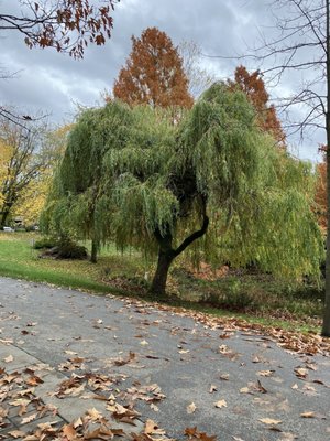 Charleson Park by null