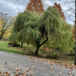 Charleson Park