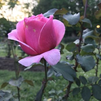 Raleigh Rose Garden - A rose is a rose... - Community Gardens Near Me - Raleigh, North Carolina Raleigh Rose Garden - A rose is a rose... - Community Gardens Near Me - Raleigh, North Carolina
