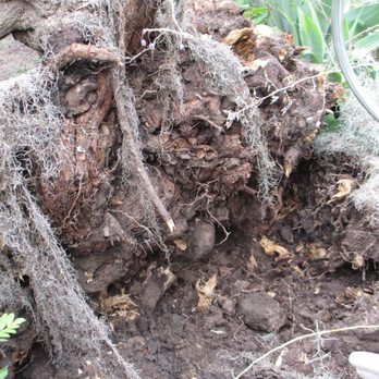 Holly Oak Arbor Care - The base - Tree Services Near Me Holly Oak Arbor Care - The base - Tree Services Near Me