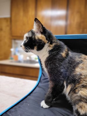 ALTA MIRA ANIMAL HOSPITAL - 20 Photos & 87 Reviews - 998 S Santa Fe Ave ALTA MIRA ANIMAL HOSPITAL - 20 Photos & 87 Reviews - 998 S Santa Fe Ave