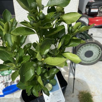 The Plant Place - Calamansi Plant - Nurseries & Gardening Near Me - Waimanalo, Hawaii