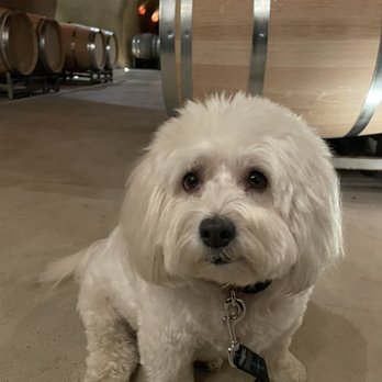 Vine Cliff Winery - Dogs and kids are welcome here - Wineries Near Me - Napa, California Vine Cliff Winery - Dogs and kids are welcome here - Wineries Near Me - Napa, California