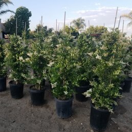 Japanese privet or California privet