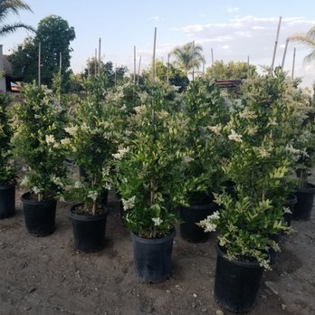 Mercado's Nursery - Japanese privet or California privet - Nurseries & Gardening Near Me - Jurupa Valley, California