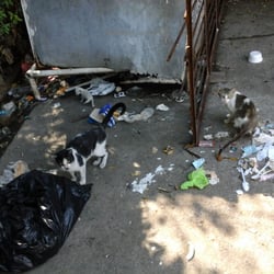 Bureau of Animal Industry