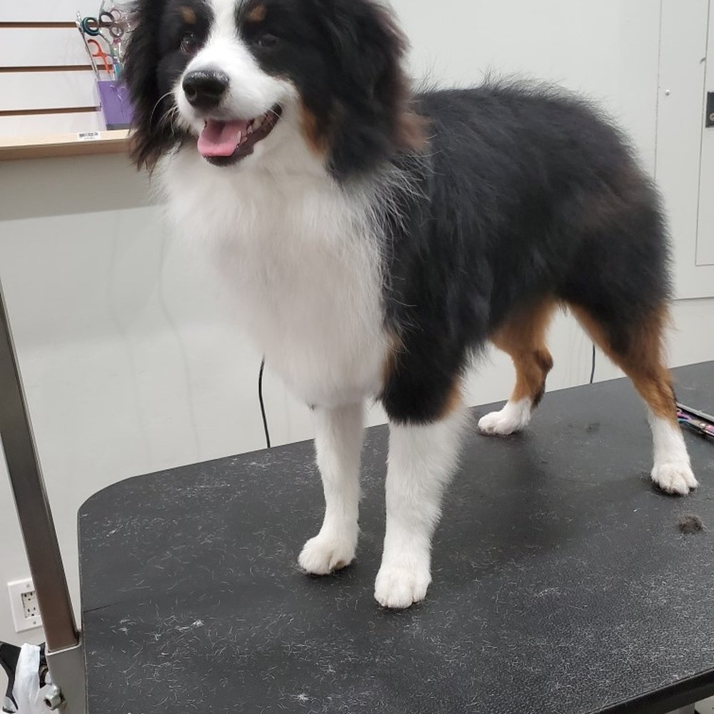 Our mini Aussie loves it here! Our mini Aussie loves it here!
