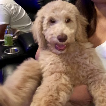 Glamour Paws - Poor Gigi after her groom! Her face is unrecognizable! This is definitely not a Teddy bear cut! - Pet Groomers Near Me - Fort Worth, Texas