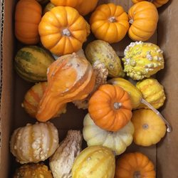 Lemon Cove Citrus Company - Gourds