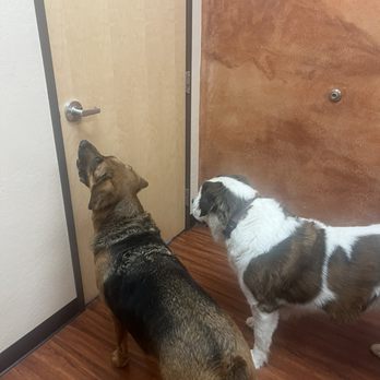 Pet Doctor of Chandler - We're ready! - Veterinarians Near Me - Chandler, Arizona Pet Doctor of Chandler - We're ready! - Veterinarians Near Me - Chandler, Arizona
