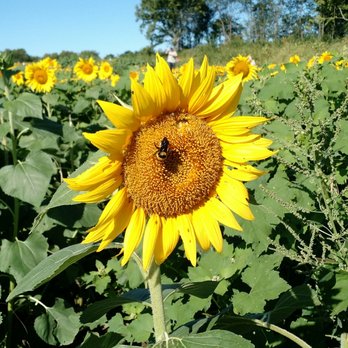 Grinter's Sunflower Farm - Farms Near Me - Lawrence, Kansas