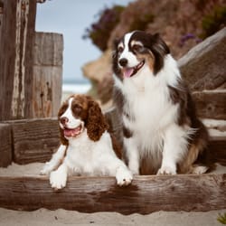 Beach Dog Photo - Beach Pals