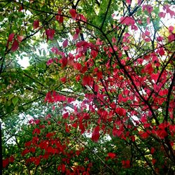 Rennie Park - Autumn Colors :)