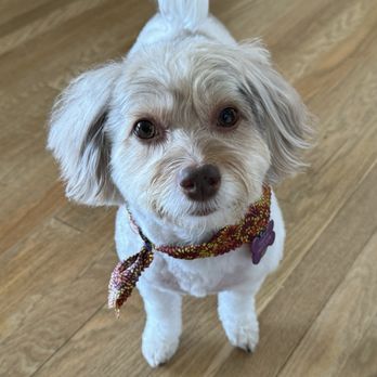 Pawsatively Elegant - Pet Groomers Near Me - Yorba Linda , California