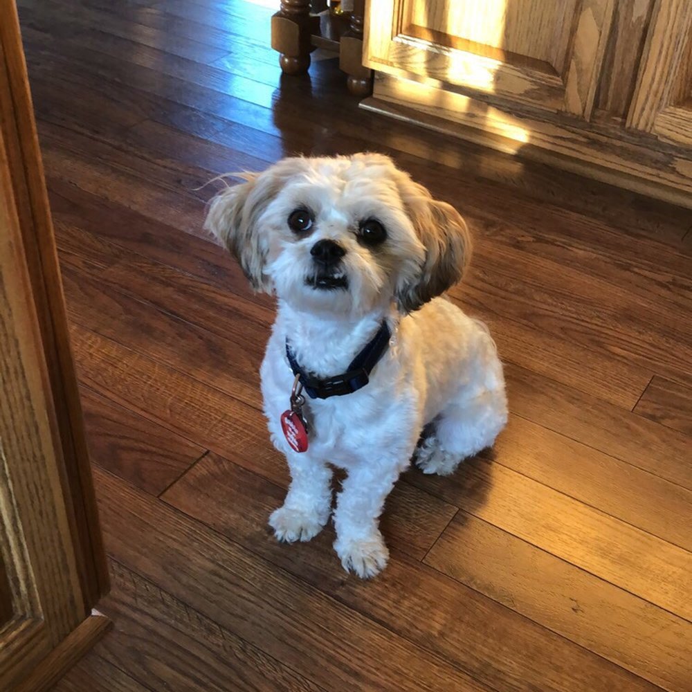 Phillips Veterinary Clinic - Benji - Veterinarians Near Me - Phillips, Wisconsin Phillips Veterinary Clinic - Benji - Veterinarians Near Me - Phillips, Wisconsin