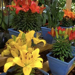 Florida Flora - Some of the flowers at Florida Flora (lily and calypso)