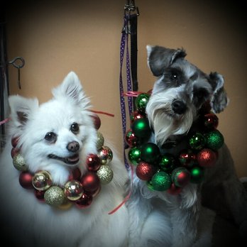 Classy Critter's - loki and anchi - Pet Groomers Near Me - Sedona, Arizona Classy Critter's - loki and anchi - Pet Groomers Near Me - Sedona, Arizona