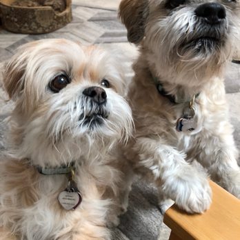 OC Pampered Paws - Pet Sitting Near Me OC Pampered Paws - Pet Sitting Near Me