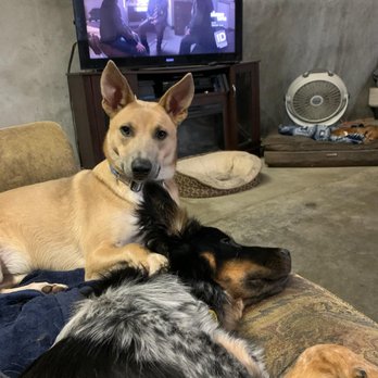 Andy's Boarding Place - Happy pooches at Andy's Boarding Place. Cody asleep on the couch, looked over by his nurse :-) - Pet Boarding Near Me - San Carlos, California
